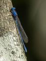 Argia anceps (Cerulean Dancer) male-3.jpg